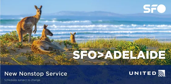 A group of kangaroos at Kangaroo Island near Adelaide, South Australia