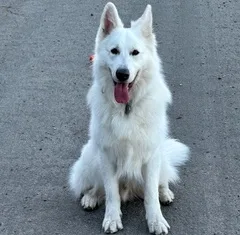 Wag Brigade member Zay